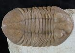 Prone Asaphus Plautini Trilobite - Russia #89067-3